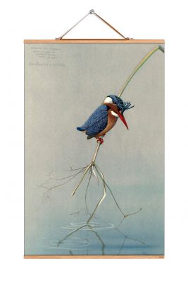 Louis Agassiz Fuertes Poster: Illustration eines Eisvogels auf einem Zweig über Wasser. Vogelbild.